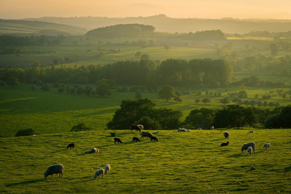 North Yorkshire pasture with grazing animals